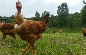 POULETS 1,9 - 2,1 kg